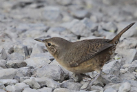 Microcerculus marginatus